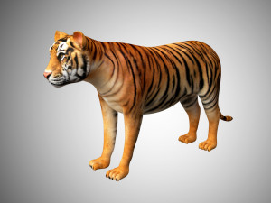 3d realistic low poly rigged high detailed bengal tiger model 3D Model