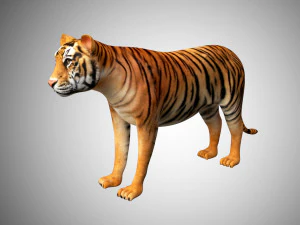 3d realistic low poly rigged high detailed bengal tiger model 3D Model