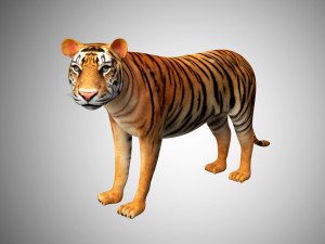 3d realistic low poly rigged high detailed bengal tiger model 3D Model