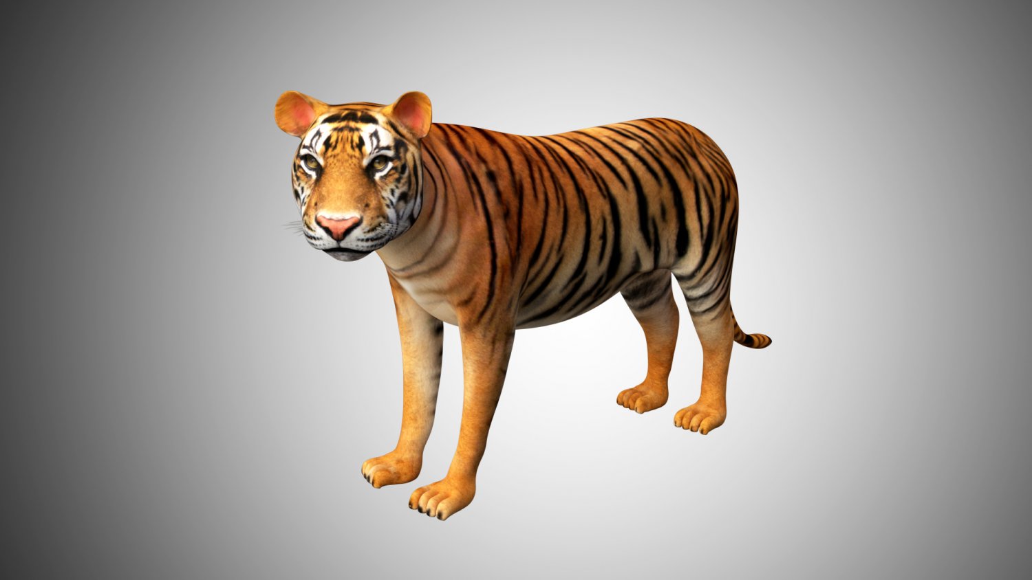 Realistic Tiger 3d Model