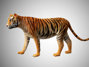 3d realistic low poly rigged high detailed bengal tiger model 3D Model