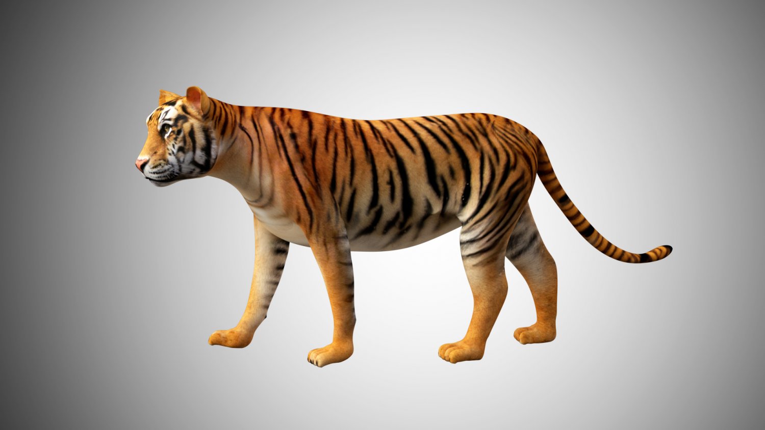 Tigre grátis 3D Modelos Blender - .blend baixar - Free3D