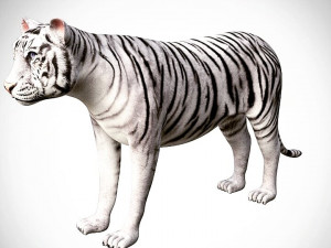 3d realistic high detailed rigged low poly bengal and sumatran white and orange tiger 3D मॉडल