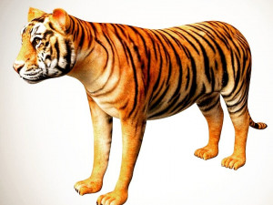 3d realistic high detailed rigged low poly bengal and sumatran white and orange tiger 3D मॉडल