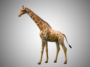 giraffe rigged low poly 3D Model
