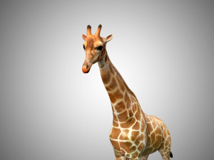giraffe rigged low poly 3D Model