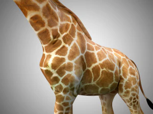 giraffe rigged low poly 3D Model