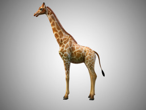 giraffe rigged low poly 3D Model