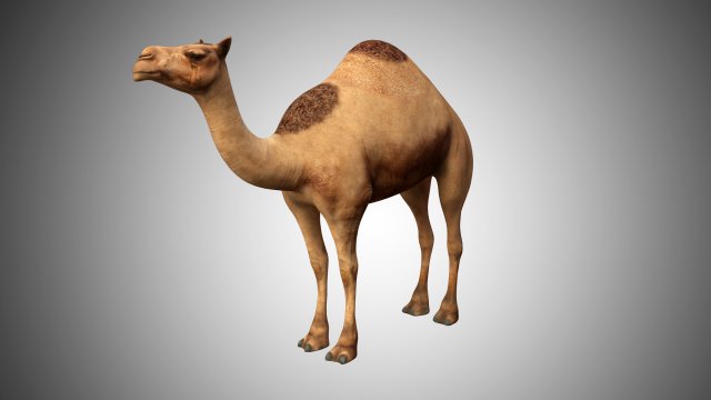 realistic rigged high detailed low poly camel 3D Модель .c4d .max .obj .3ds .fbx .stl .blend 