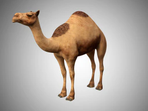 realistyczny, sfałszowany, bardzo szczeg&oacute;łowy wielbłąd o niskiej zawartości poli Model 3D