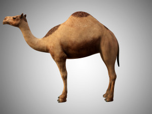 realistic rigged high detailed low poly camel 3D Модель