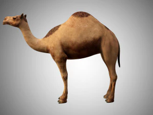 realistic rigged high detailed low poly camel 3D Model