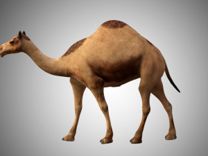 realistic rigged high detailed low poly camel 3D Модель