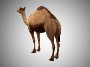 realistic rigged high detailed low poly camel 3D Model