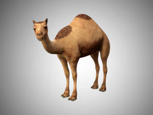 realistic rigged high detailed low poly camel 3D Model