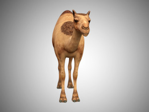 realistic rigged high detailed low poly camel 3D Модель