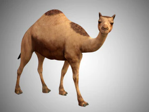 realistic rigged high detailed low poly camel 3D Model