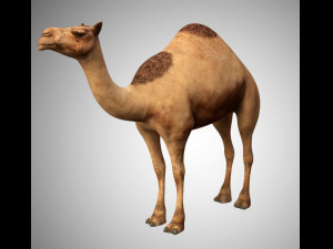 realistic rigged high detailed low poly camel 3D Модель