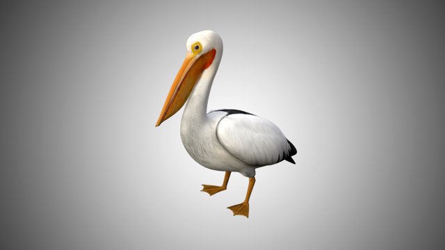 realistic rigged high detailed low poly pelican Modelo 3D .c4d .max .obj .3ds .fbx .stl .blend 