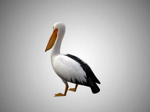 realistic rigged high detailed low poly pelican Modelo 3D