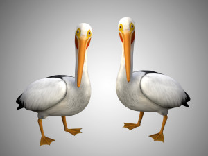 realistic rigged high detailed low poly pelican Modelo 3D
