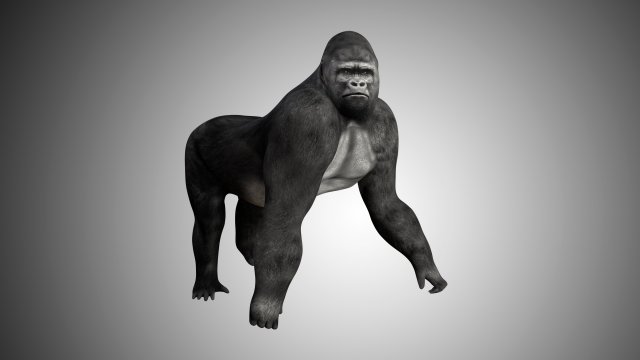 realistic rigged high detailed low poly gorilla 3D 모델 .c4d .max .obj .3ds .fbx .stl .blend 