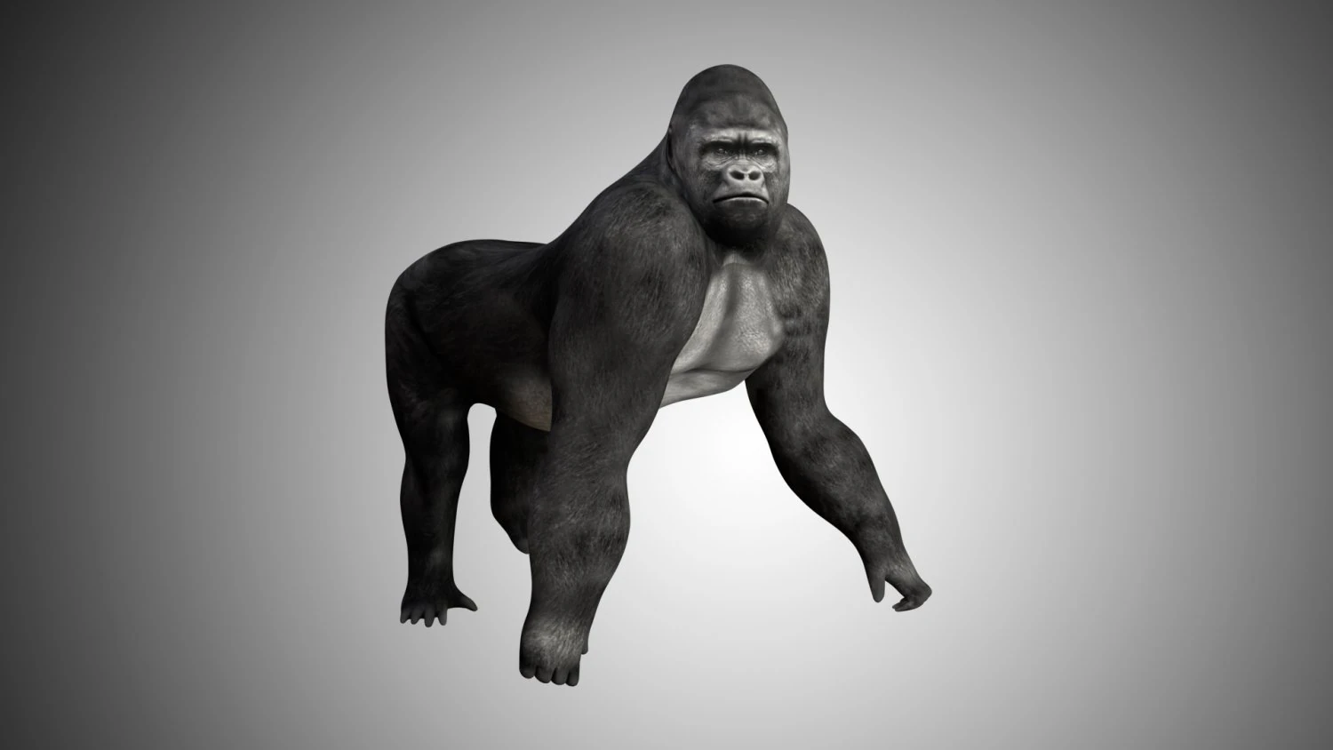 realistic rigged high detailed low poly gorilla 3D Model .c4d .max .obj .3ds .fbx .stl .blend
