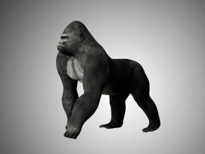 realistic rigged high detailed low poly gorilla 3D 모델