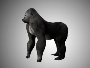 realistic rigged high detailed low poly gorilla 3D 모델