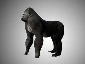 realistic rigged high detailed low poly gorilla 3D Model