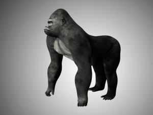 realistic rigged high detailed low poly gorilla 3D 모델