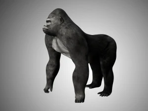 realistic rigged high detailed low poly gorilla 3D Model