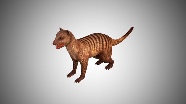 3d realistic rigged low poly high detailed low poly mongoose 3D Модель .c4d .max .obj .3ds .fbx .stl .blend 