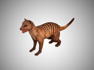 3d realistic rigged low poly high detailed low poly mongoose 3D Model