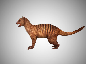 3d realistic rigged low poly high detailed low poly mongoose 3D Модель