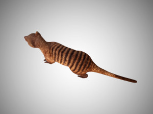3d realistic rigged low poly high detailed low poly mongoose 3D Модель