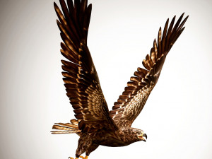 3d realistic rigged low poly high detailed low poly hawk Modelo 3D