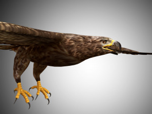 3d realistic rigged low poly high detailed low poly hawk 3D Model