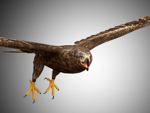 3d realistic rigged low poly high detailed low poly hawk 3D Model