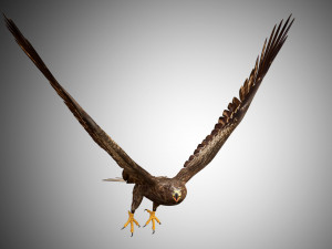 3d realistic rigged low poly high detailed low poly hawk 3D Model