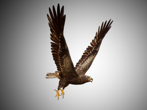 3d realistic rigged low poly high detailed low poly hawk 3D Model