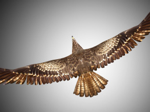 3d realistic rigged low poly high detailed low poly hawk 3D Model