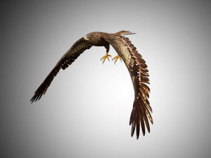 3d realistic rigged low poly high detailed low poly hawk 3D Model