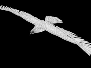 3d realistic rigged low poly high detailed low poly hawk 3D Model