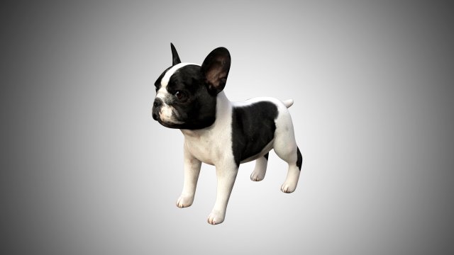 3d realistic rigged low poly high detailed low poly french bulldog puppy 3D मॉडल .c4d .max .obj .3ds .fbx .stl .blend 