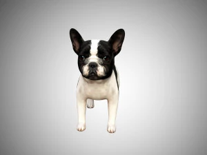 3d realistic rigged low poly high detailed low poly french bulldog puppy 3D Model