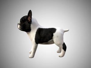 3d realistic rigged low poly high detailed low poly french bulldog puppy 3D मॉडल