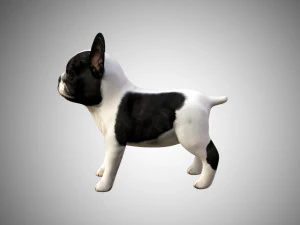 3d realistic rigged low poly high detailed low poly french bulldog puppy 3D Model