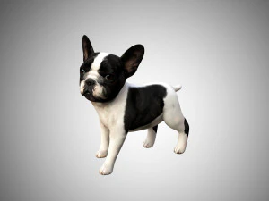 3d realistic rigged low poly high detailed low poly french bulldog puppy 3D Model