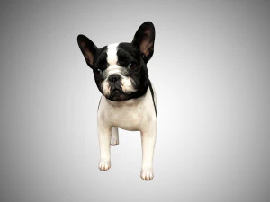 3d realistic rigged low poly high detailed low poly french bulldog puppy 3D Model